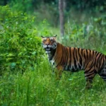 Pench Tiger Reserve