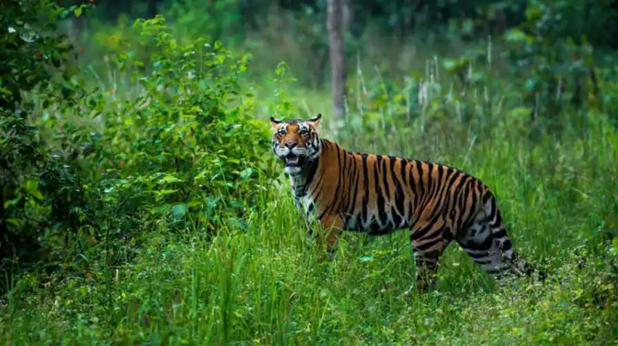 Pench Tiger Reserve