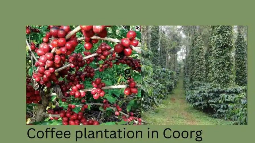 Coorg